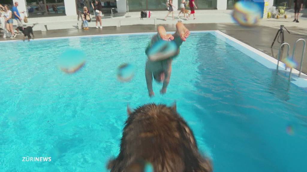 Hundeschwimmen in Opfikon