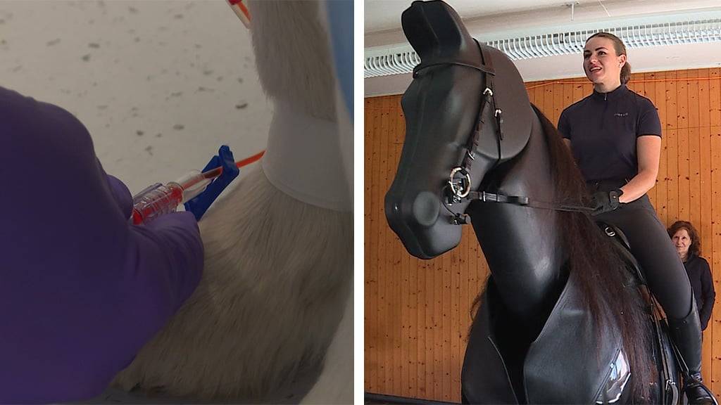 Moderne Tiermedizin / Reitsimulator