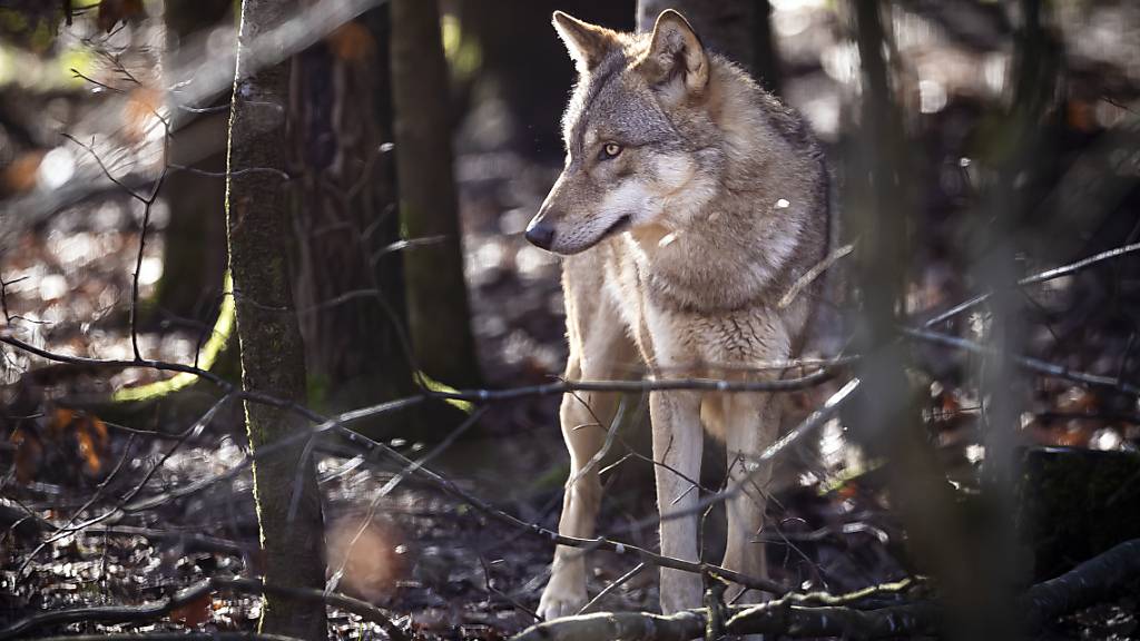 Behörden untersuchen Wolfsriss in Nidwaldner Stall