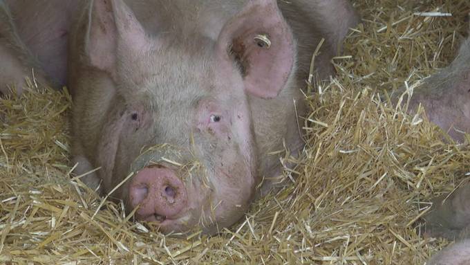 Mehr Platz für Bio-Schweine? Berner Bauern wehren sich