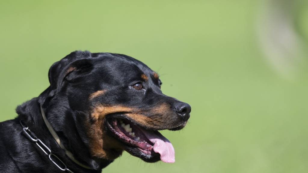 St. Galler Regierung will keine Verschärfung des Hundegesetzes