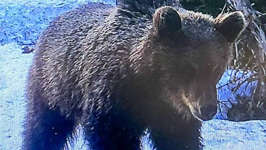 Junger Bär in Graubünden unterwegs