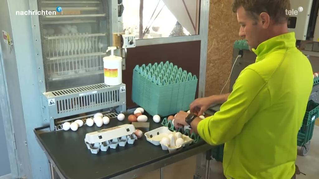 Produktions-Rekord: Schweizer Eier sind beliebter denn je