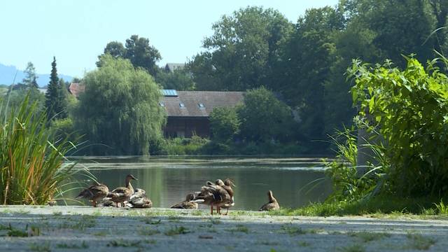 28 Grad im Egelsee: Tiere bedroht