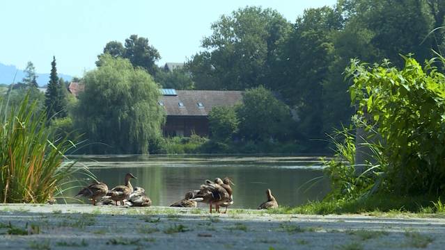 28 Grad im Egelsee: Tiere bedroht
