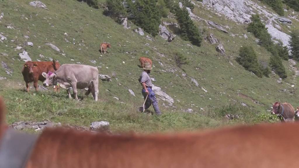 Tier-Virus auf Urner Alp ausgebrochen