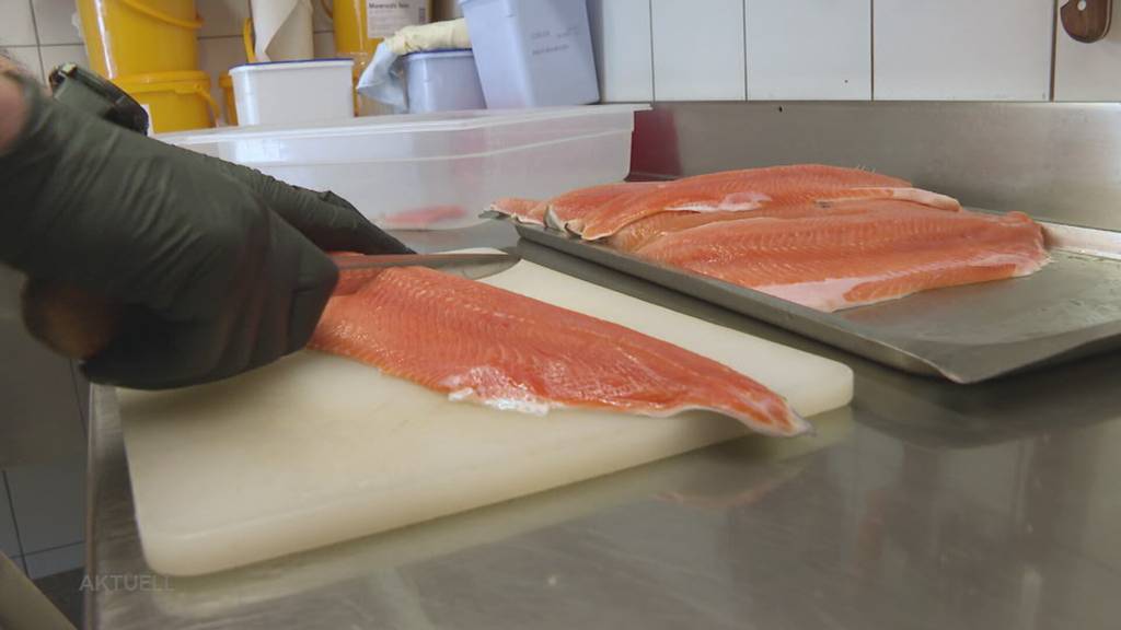 PFAS-Alarm Hallwilersee: Was das Hecht-Verbot für Fischerei und Beizen bedeutet