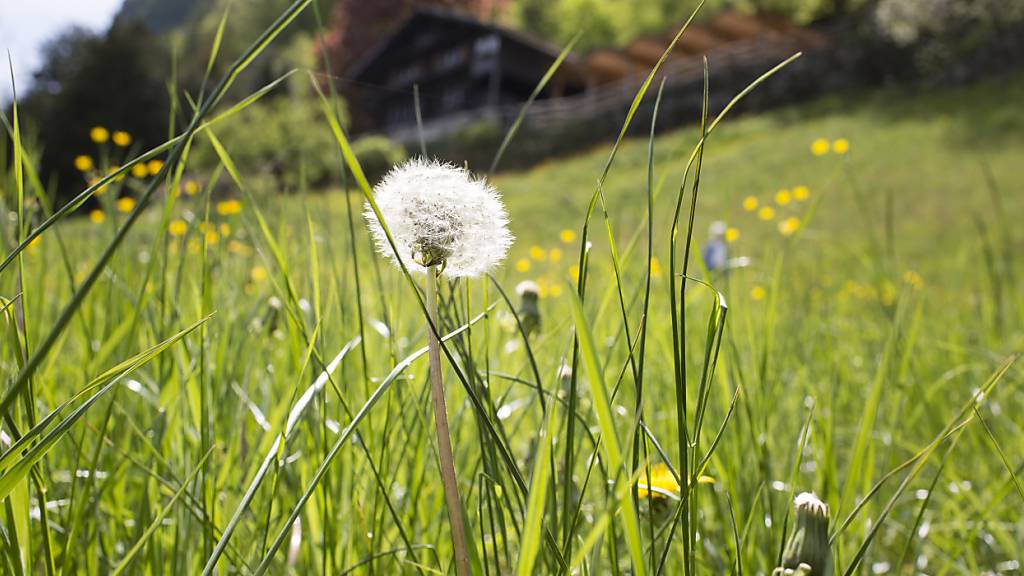 Das Ende des Pollenfluges ist laut Meteoschweiz in Sicht