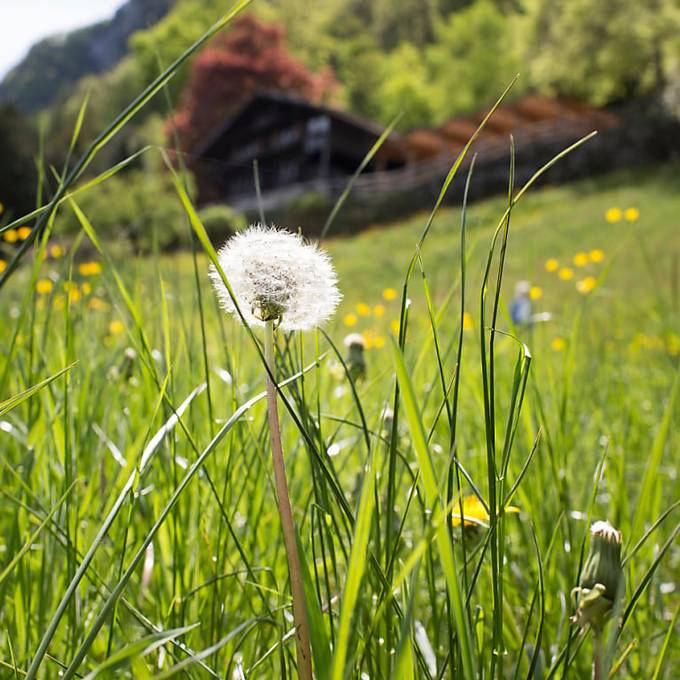 Heuschnupfen-Geplagte können aufatmen