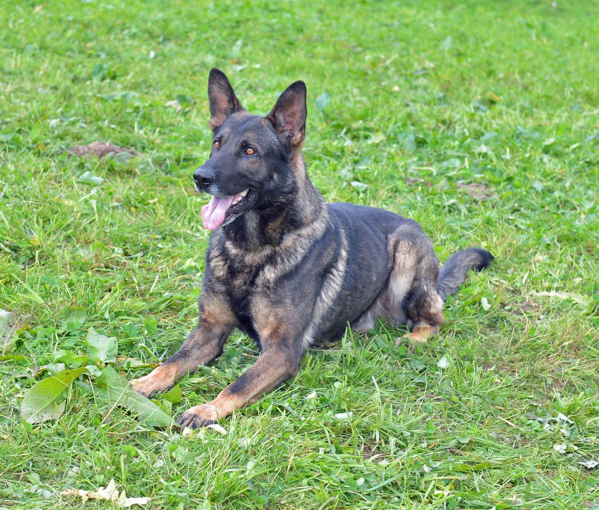22-07-19 Polizeihund Ivo