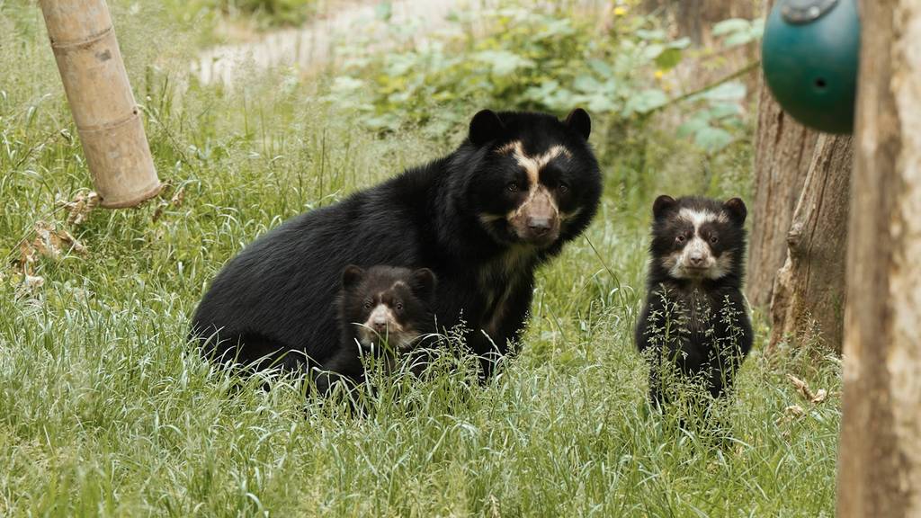Pelziger Nachwuchs im Zoo Zürich: Junge Brillenbären wagen sich erstmals nach draussen