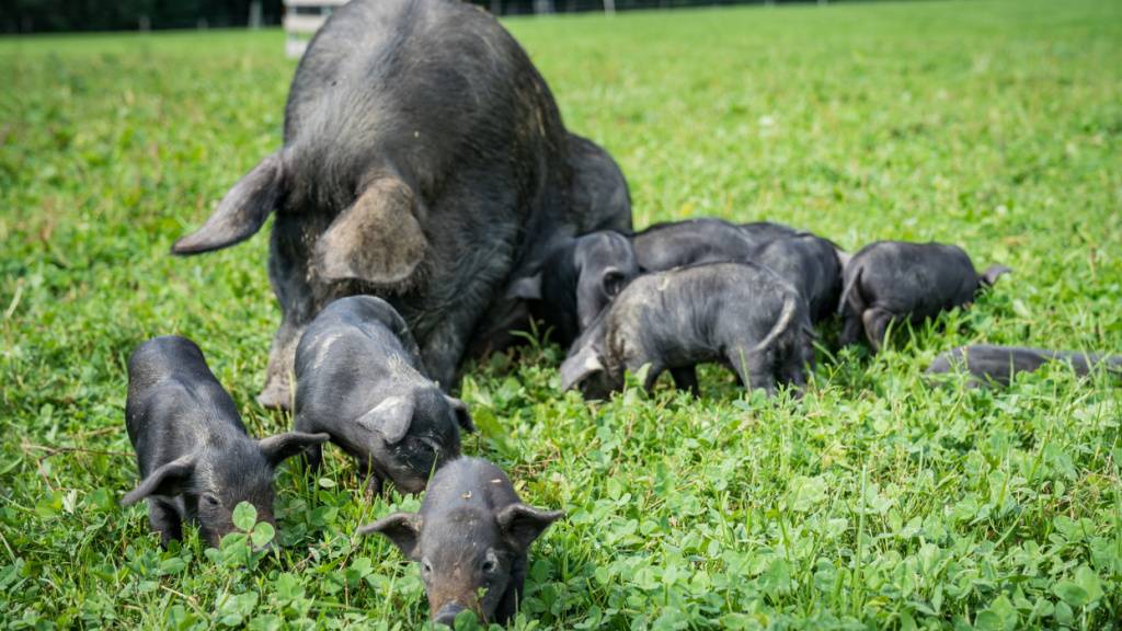 Das Bundesamt für Landwirtschaft (BLW) hat das Schwarze Alpenschwein offiziell als alte einheimische Nutztierrasse anerkannt.