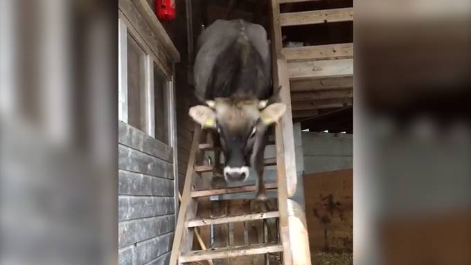 Treppensteigende Kuh geht auf Tiktok viral