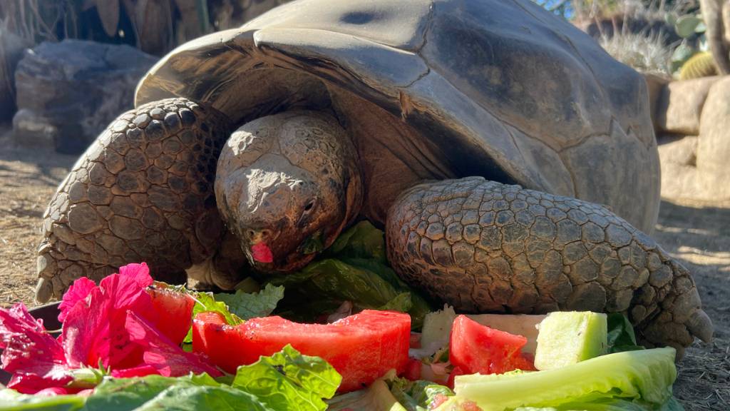 HANDOUT - Dieses von der San Diego Zoo Wildlife Alliance zur Verfügung gestellte Foto zeigt die Galapagos-Schildkröte Gramma. Foto: San Diego Zoo Wildlife Alliance/AP/dpa/Archivbild - ACHTUNG: Nur zur redaktionellen Verwendung und nur mit vollständiger Nennung des vorstehenden Credits