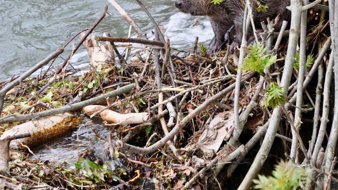 Der Biber ist zurück in Innerrhoden