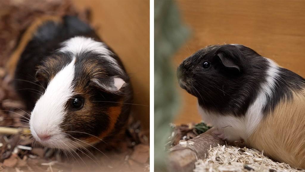 Ruby, Rosa & Caramel