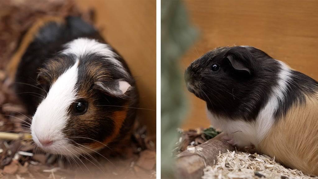 Meerschweinchen