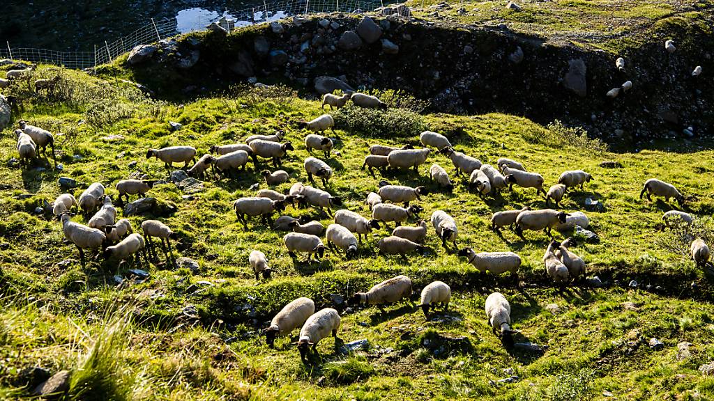 82 Bündner Alpbetriebe erhielten Beiträge für den Herdenschutz