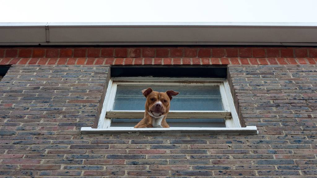 Hund stirbt bei Sturz aus mehrstöckigem Haus