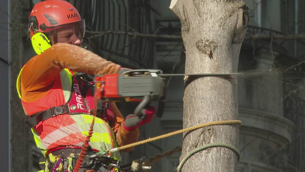 Stinkende Ginko-Bäume in Thun werden gefällt