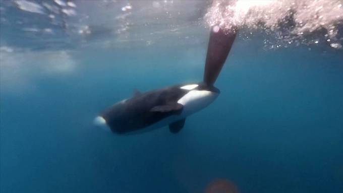 Orcas rammen erneut Boote vor Gibraltar