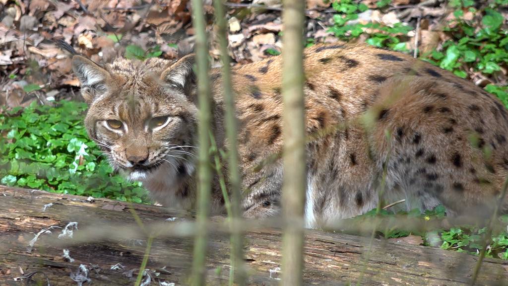 Herzfehler beim Luchs – Inzucht gefährdet geschützte Raubkatze