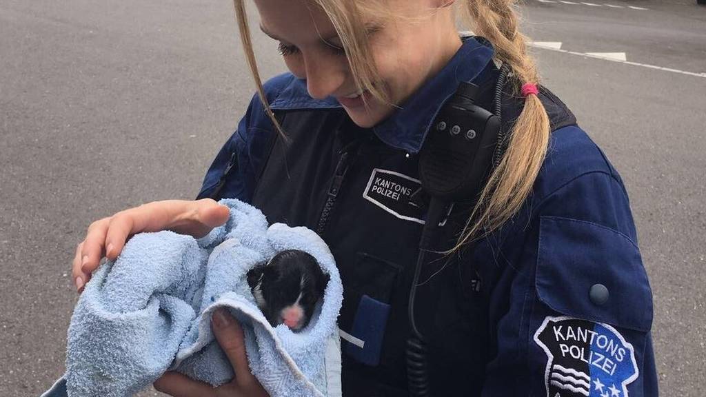 Polizei Kapo Aargau Hundewelpen Einsatz