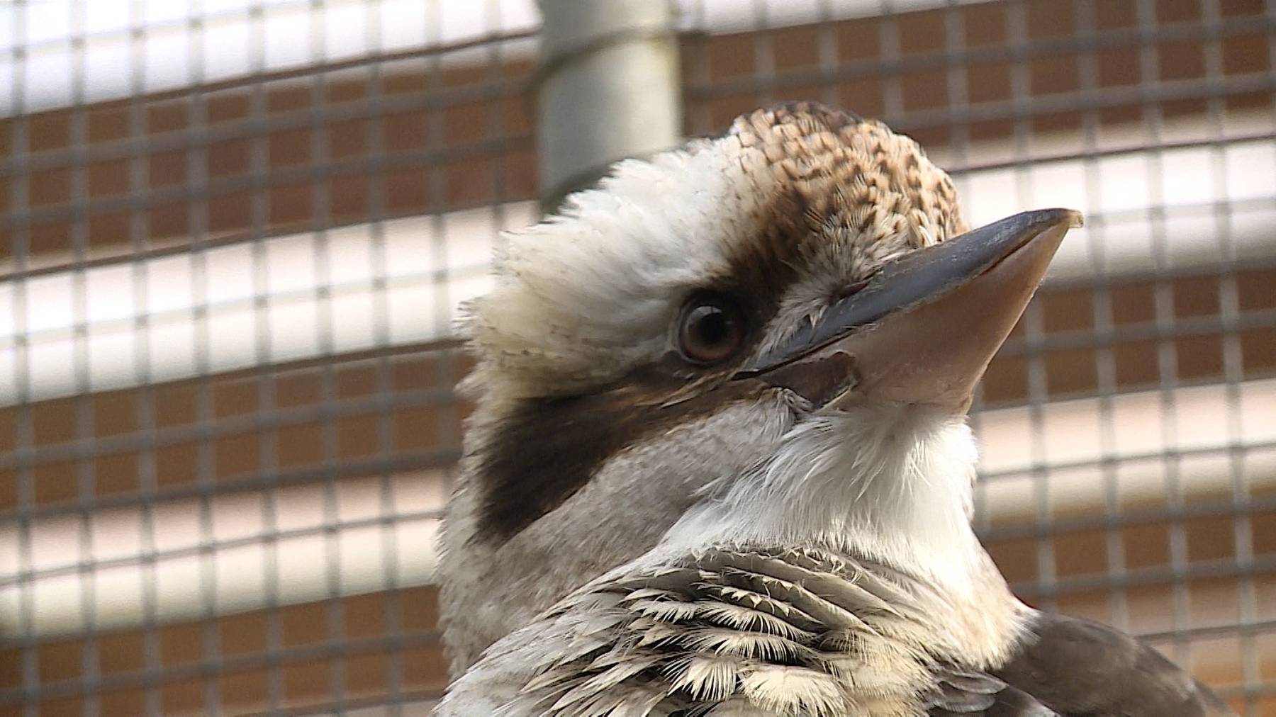 Internationale Vogelschar