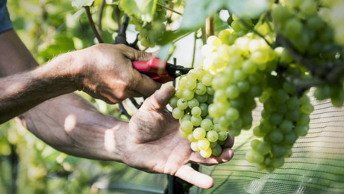 Rekordfrühe Weinlese in Altstätten