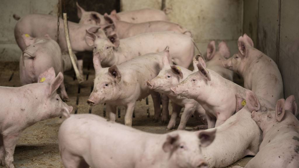 Die Schweine-Lungenkrankheit Enzootische Pneunomie ist eine meldepflichtige Tierseuche. Für Menschen besteht keine Gefahr. (Symbolbild)