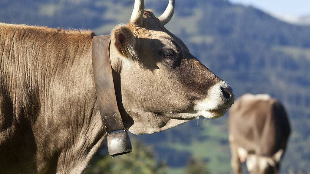 Das Zürcher Verwaltungsgericht verbietet einem Landwirt in Wald, seinen Kühen nachts Glocken umzuhängen. (Symbolbild)