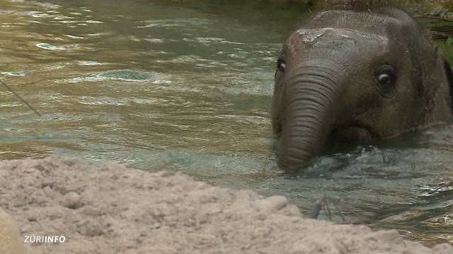 Elefanten-Kalb Omysha wird ein Jahr alt