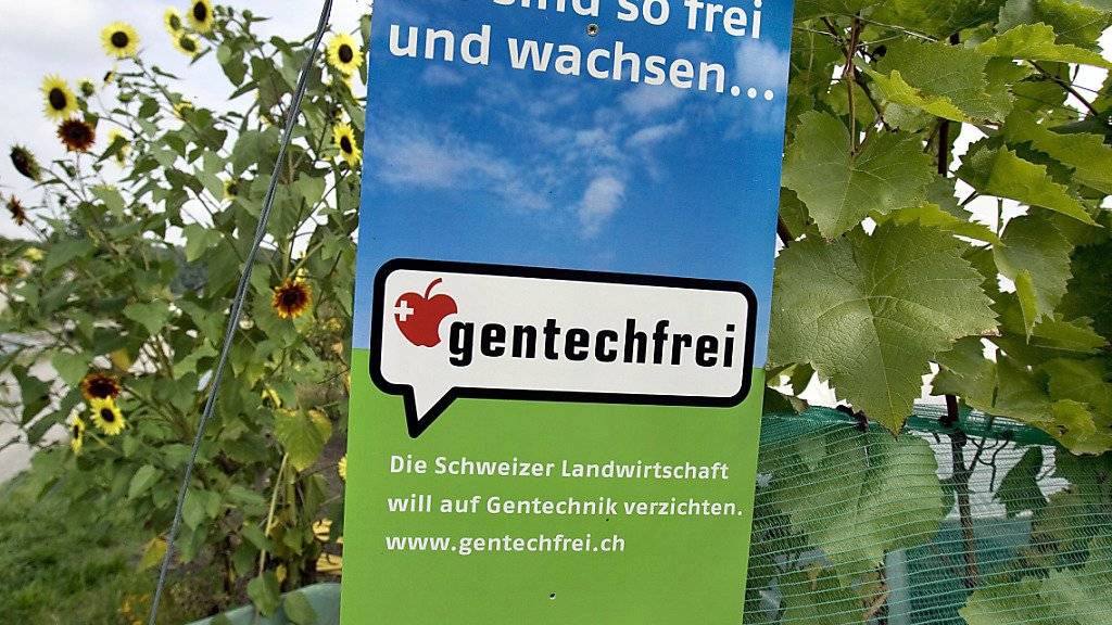 Die EU-Richter in Luxemburg haben am Mittwoch die sogenannte Mutagenese-Methode dem EU-Gentechnikrecht unterstellt. Greenpeace Schweiz und die Schweizer Kleinbauern-Vereinigung fordert nun das Gleiche für die Schweiz. (Archiv)