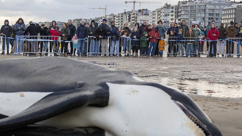 Ein gestrandeter Orca liegt an der Küste von Koksijde. Foto: Nicolas Maeterlinck/Belga/dpa