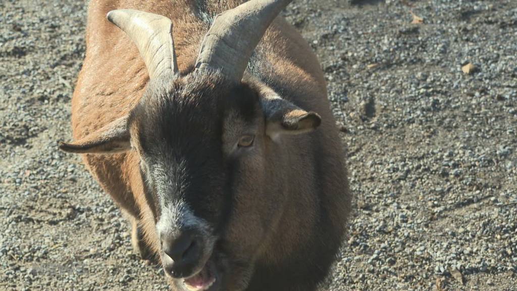 Hinter den Tierpark-Kulissen rumort es