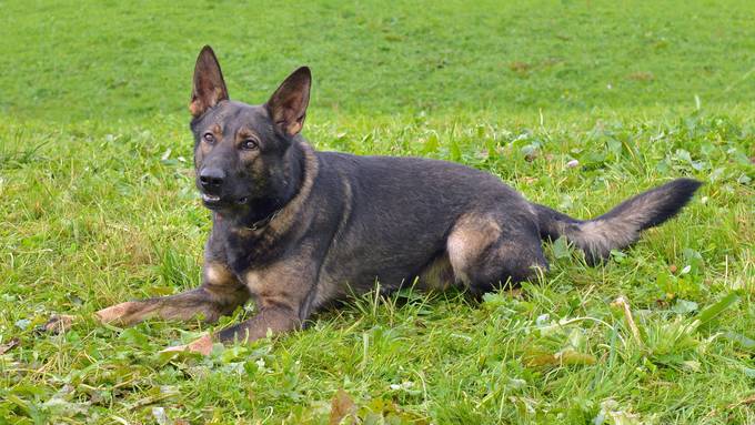 Polizeihund «Rusty» fasst Einbrecher in Ebikon