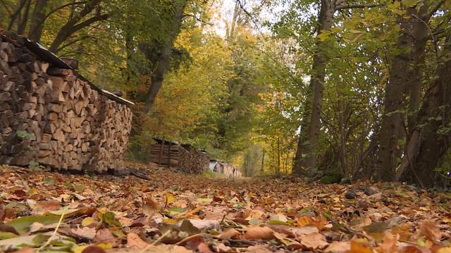 Hund im Wald bei Niederbipp ausgesetzt