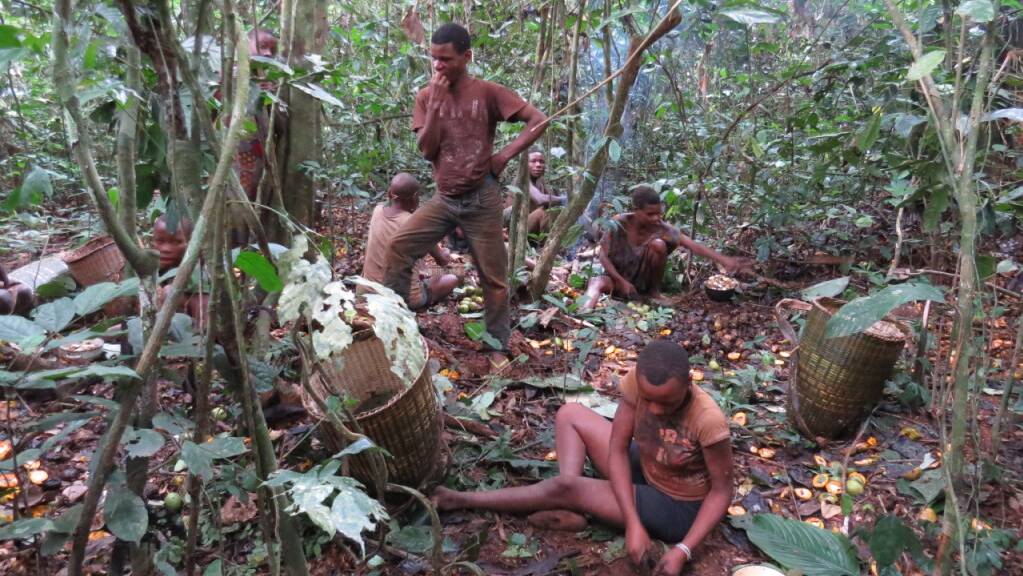 Jagen, Sammeln und Teilen im Regenwald: Das Ernährungssystem der Baka im Südosten Kameruns ist wie das vieler indigener Völker nachhaltig, regional und anpassungsfähig. Die Länder des Nordens könnten viel von ihnen lernen, findet die Welternährungsorganisation FAO (Pressebild)
