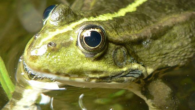 Invasiver Frosch setzt einheimischen Kröten zu