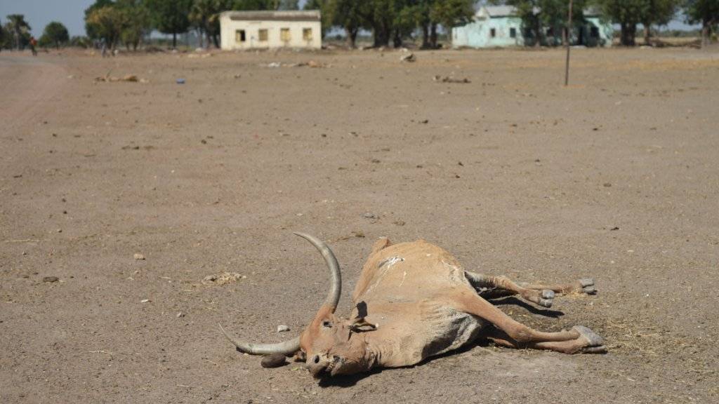 Eine tote Kuh in einer vom Krieg mitgenommenen Stadt im Südsudan - im jungen Stadt droht wegen Missernten und Bürgerkrieg eine Hungersnot. (Archiv)