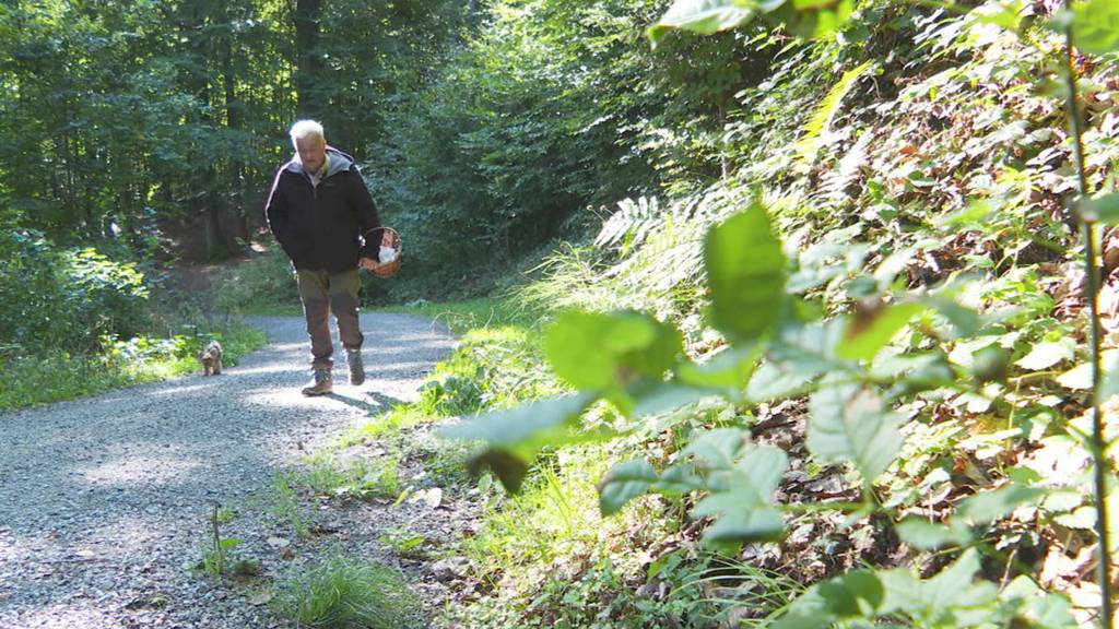 Pilz-Hotline wird von Anrufen überflutet