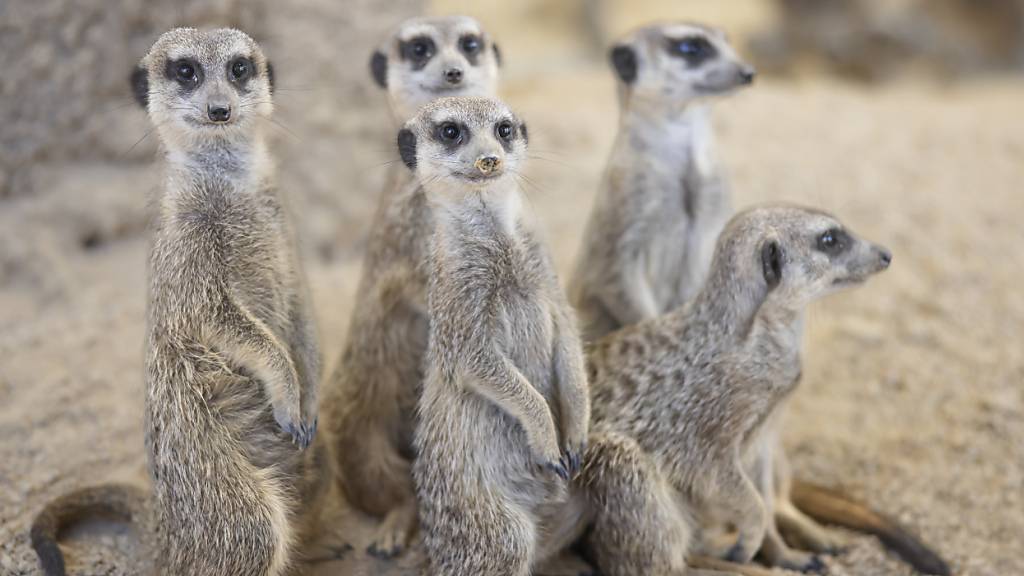 Auch das Futter für die Erdmännchen ist deutlich teurer geworden. Der Zoo Zürich erhöht auf April deshalb seine Ticketpreise. (Archivbild)