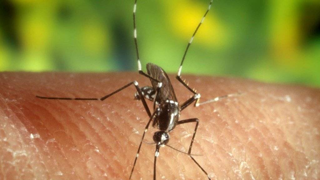Das im Einzelfall auch für Menschen gefährliche West-Nil-Virus wird durch Mücken übertragen. (Symbolbild)