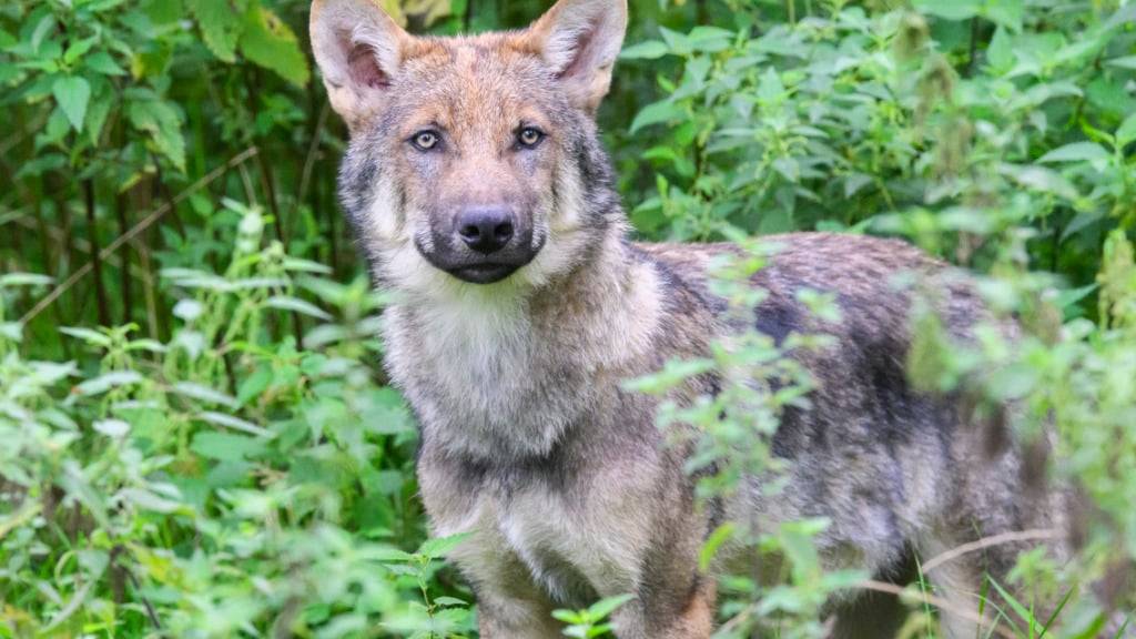 Im Bündner Südtal Puschlav ist ein mutmasslich illegal getöteter Wolf gefunden worden. (Archivbild)