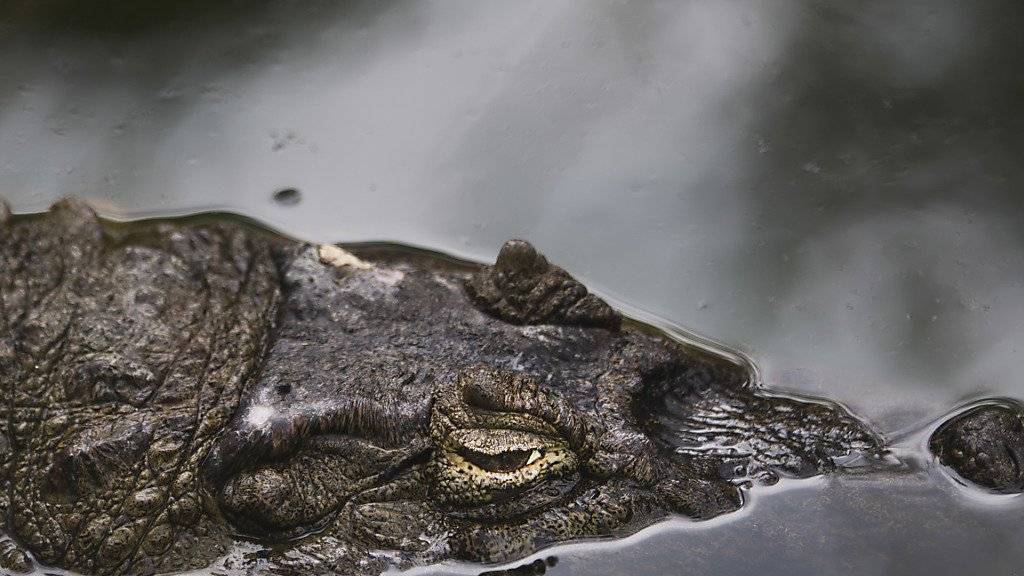 War es ein Krokodil? Fischer im australischen Queensland tot aufgefunden. (Symbolbild)