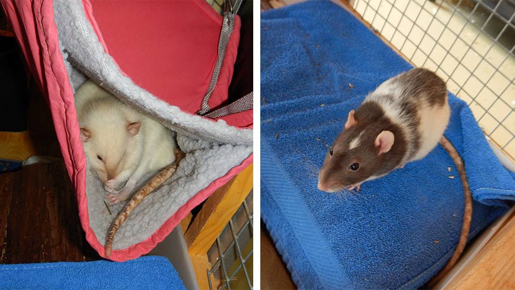 Ratten | TeleM1