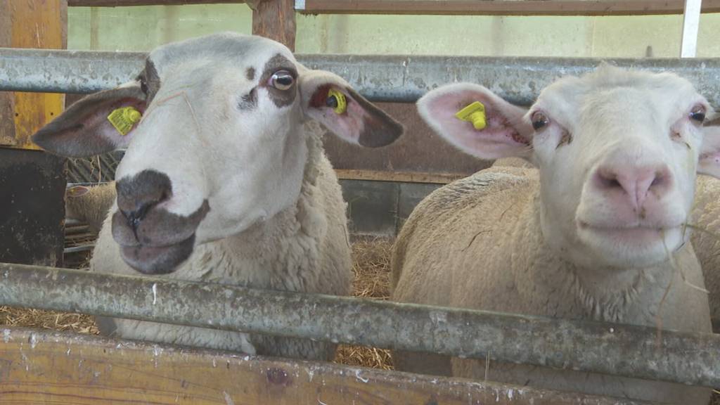 Blauzungenkrankheit breitet sich aus