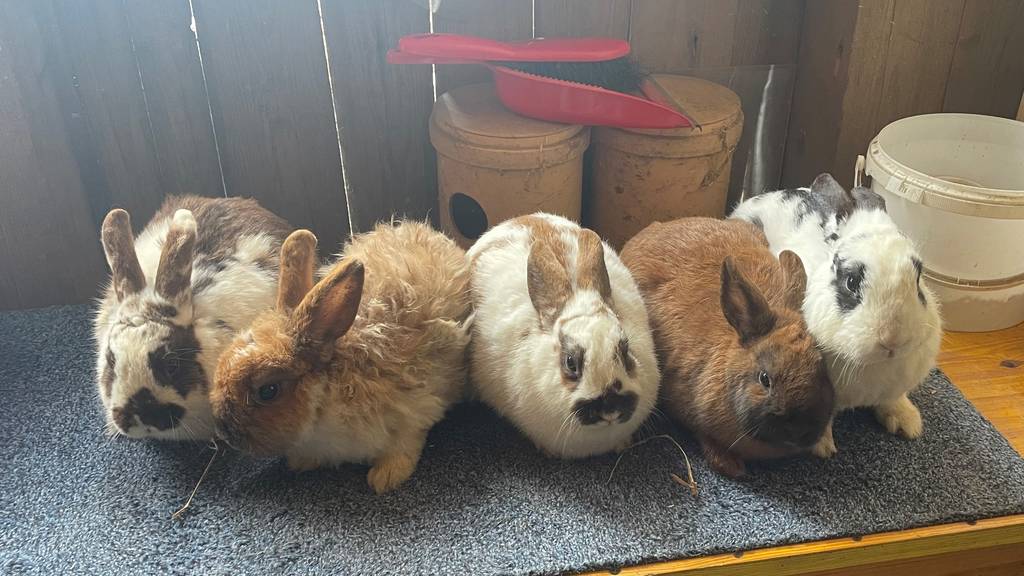 Fünf Kaninchen im Wald ausgesetzt – Zeugen gesucht