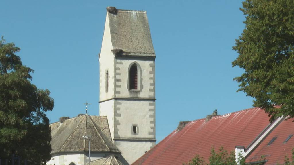 In Uznach wird der Storch zum Problem: Gemeinde will Bestand reduzieren