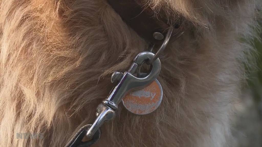 «Buebetrickli»?: Kanton Solothurn will Hundesteuer erhöhen